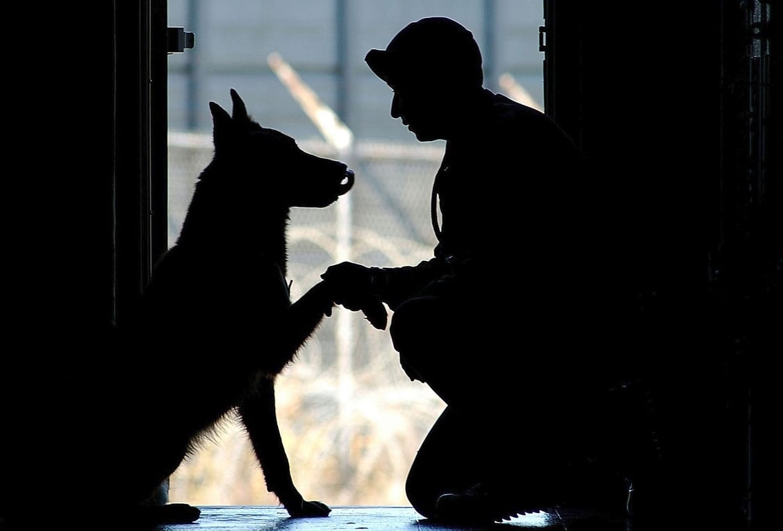 Best Pet Insurance For Service Animals