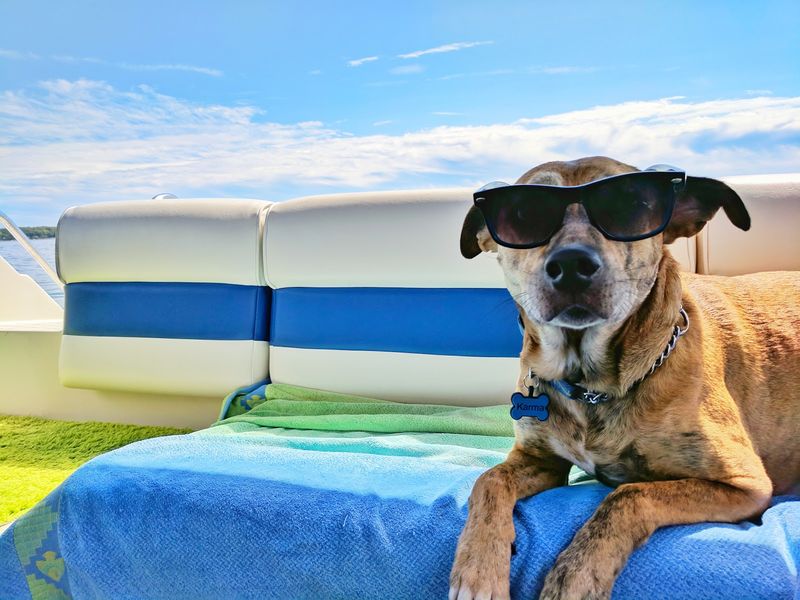 dog on boat wearing sunglasses, blue beach towel, blue and white striped boat seats, blue sky, clouds